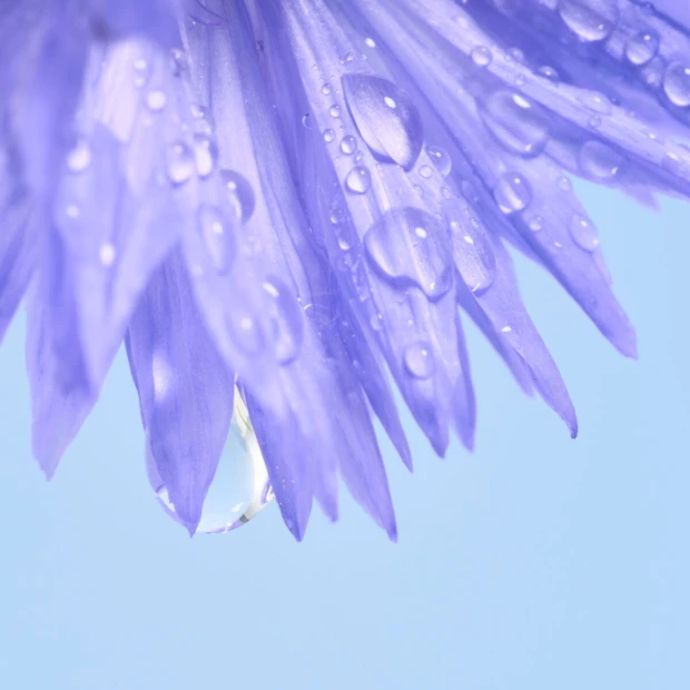 Melvita Roll On Givré Bleuet Contour Des Yeux, 10ml 4 Melvita Roll On Givré Bleuet Contour Des Yeux, 10ml – Image 4